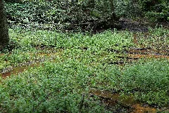 Lange Dammwiesen Und Unteres Annatal Near Stienitzsee 2020 07 22 110