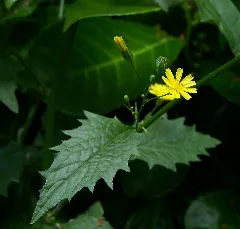 Lapsana Communis Flower And Leaf