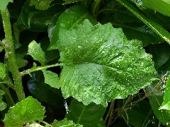 Lapsana Communis Lower Leaf
