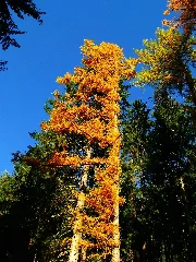Larch Tree Panoramio