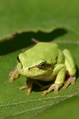 Laubfrosch