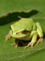 Laubfrosch Cropped