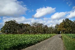 Lb 095 Mönchengladbach, Grünflächen Mit Althölzern (Eichen) Und Wäldchen (Eichen) Östlich Von Odenkirchen