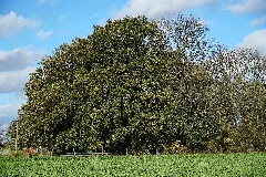 Lb 095 Mönchengladbach; Grünflächen Mit Althölzern (Eichen) Und Wäldchen (Eichen) Östlich Von Odenkirchen