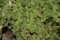 Lejeunea Cavifolia (C, 144714 480309)