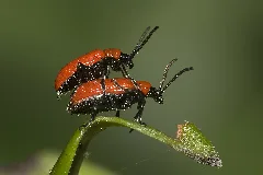 Lilioceris.lilii.7564