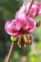 Lilium Martagon (14541476514)