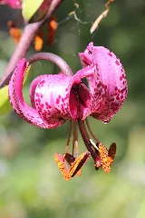 Lilium Martagon (14541477474)