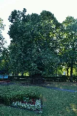 Linde Im Gries, Sankt Georgen Im Attergau 01