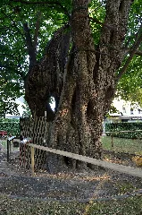 Linde Im Gries, Sankt Georgen Im Attergau 03