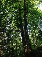Lindenhain Unterhalb Der Burg Hörtenberg 02