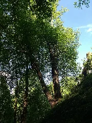 Lindenhain Unterhalb Der Burg Hörtenberg 03