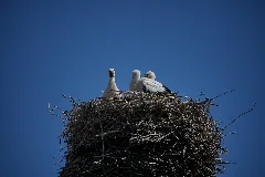 Linum Storchennest Lub 2025 06 30 Img02