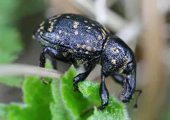 Liparus Glabrirostris Schneealpe