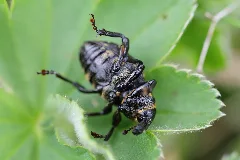 Liparus Glabrirostris Schneealpe 2