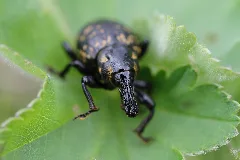 Liparus Glabrirostris Schneealpe 3