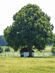 Lochen (Roiderkapelle 1)