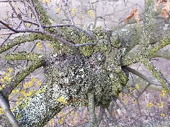 Loranthus Europaeus Sl3