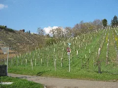 Lsg Zuckerberg Muckensturm, Weinberg