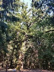 Luthereiche Bad Homburg 160924 03