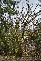 Luthereiche Hochtaunus