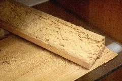 Lyctus Brunneus Fraßbild