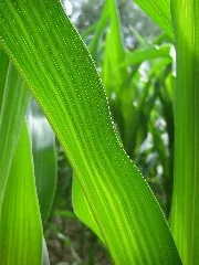 Maisblatt