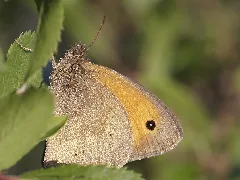 Maniola Jurtina (Nymphalidae) Großes Ochsenauge (11498645476)