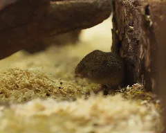 Micromys Minutus Liz