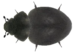 Microsporus Acaroides Waltl, 1838 (= Microsporus Obsidianus Kolenati 1846) (4288324594)