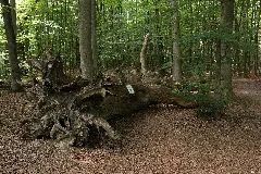 Mk12980 Nd Monstranzenbaum