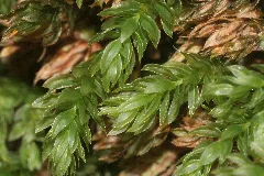 Mnium Thomsonii (A, 142806 474610) 8706