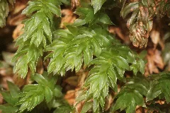 Mnium Thomsonii (A, 142806 474610) 8707