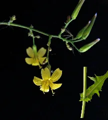 Mycélis Murális Flower And Base Of Leaf