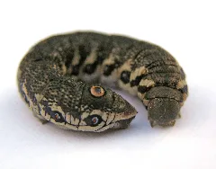 Nachtkerzenschwaermer Raupe