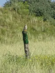 Nationalpark Niedersächsisches Wattenmeer Falke Auf Der Ostplate Spiekeroog (10)