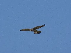 Nationalpark Niedersächsisches Wattenmeer Falke Auf Der Ostplate Spiekeroog (6)