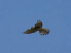 Nationalpark Niedersächsisches Wattenmeer Falke Auf Der Ostplate Spiekeroog (8)