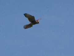Nationalpark Niedersächsisches Wattenmeer Falke Auf Der Ostplate Spiekeroog (9)