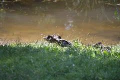 Natur Im Kleinen Spreewaldpark Schöneiche 01