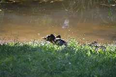 Natur Im Kleinen Spreewaldpark Schöneiche 02