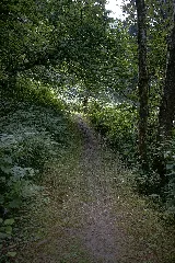 Natur In Der Rabischschlucht 20190819 006