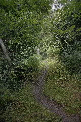 Natur In Der Rabischschlucht 20190819 007