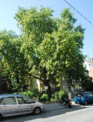 Naturdenkmal 182 Guentherz 2011 08 25 0120 Wien13 Dommayergasse07 Platane