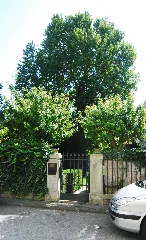 Naturdenkmal 550A Guentherz 2011 08 25 0118 Wien13 Dommayergasse07 Platane