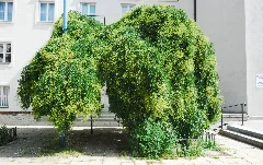 Naturdenkmal 792 2012 07 14 0071 Wien21 Pius Parsch Platz Trauerschnurbaum Guentherz