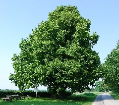 Naturdenkmal Femelinde Im Kreis Soest Bei Büecke (Zu Möhnesee) An Dem Wippringser Weg 1