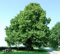 Naturdenkmal Femelinde Im Kreis Soest Bei Büecke (Zu Möhnesee) An Dem Wippringser Weg 2