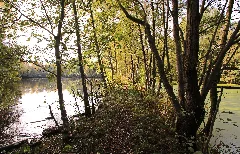 Naturdenkmal Feuchtgebiet Ziegelei In Niederwürschnitz 2H1A0344Wi