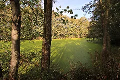 Naturdenkmal Feuchtgebiet Ziegelei In Niederwürschnitz 2H1A0357Wi